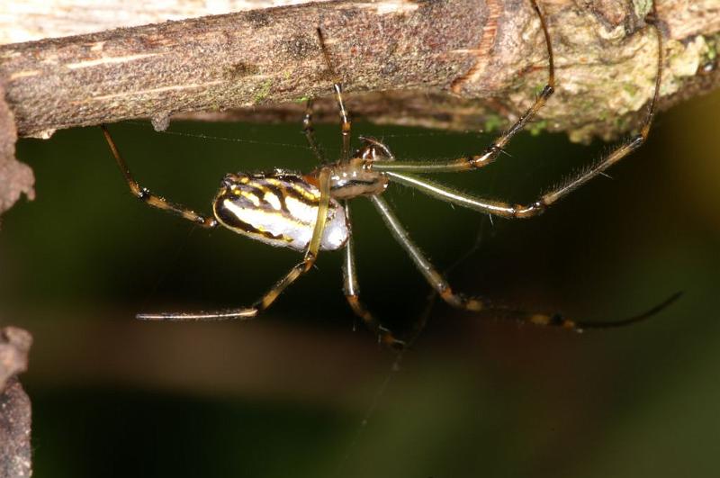 Leucage_granulata_D5300_Z_88_Milaa Milaa_Australie.jpg